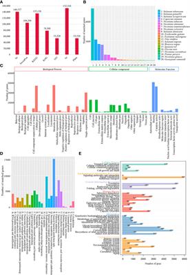 A PacBio single molecule real-time sequencing-based full-length transcriptome atlas of tree tomato (Solanum betaceum Cav.) and mining of simple sequence repeat markers